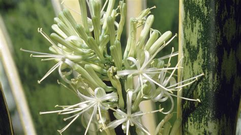 beamtenspargel|Bogenhanf richtig pflanzen und pflegen